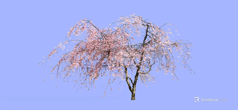 Weeping Tree with Pink Blossoms in Full Bloom against Blue Sky 3d model 