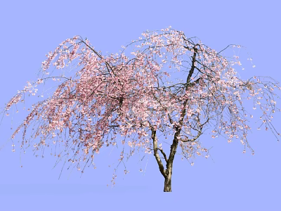 Weeping Tree with Pink Blossoms in Full Bloom against Blue Sky 3d model