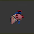 Heart Human Heart Anatomical Organs 3d model
