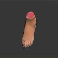 Medical Device Anatomical Foot Model Designed For Medical Training And Education