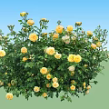 Blooming Yellow And White Rose Bush With Lush Green Leaves And Fresh Flowers