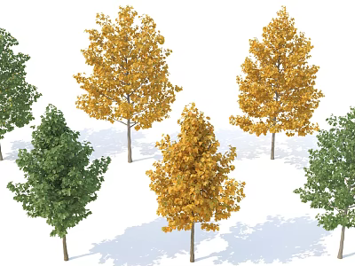 Tall Deciduous Trees With Green And Yellow Leaves For Garden Landscape Design 3d model
