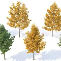 Tall Deciduous Trees With Green And Yellow Leaves For Garden Landscape Design