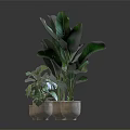 Various Green Houseplants With Diverse Leaf Shapes In Ceramic Pots On Dark Surface 3d model