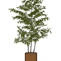 Green Leafy Potted Bamboo Plants With Multiple Stems For Indoor Decoration