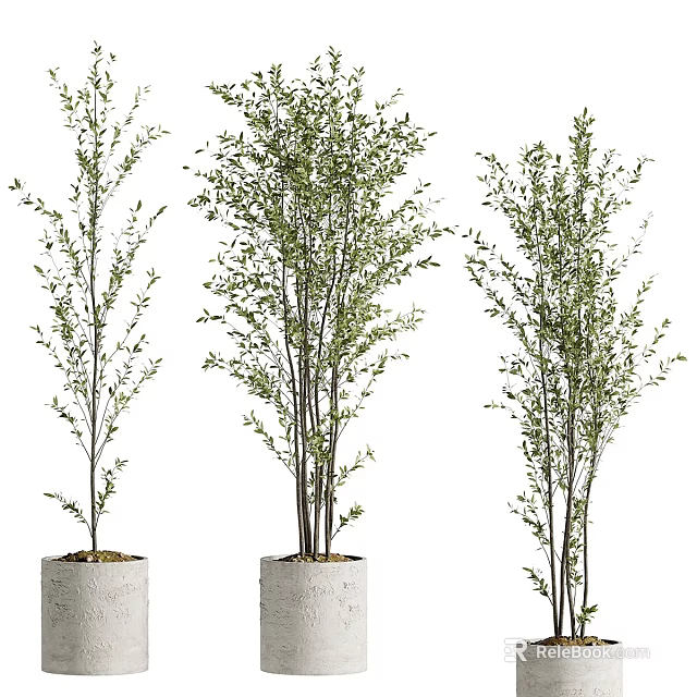 Three Bonsai Potted Plants with Slender Trunks and Lush Foliage in Gray Concrete Pots 3d model 