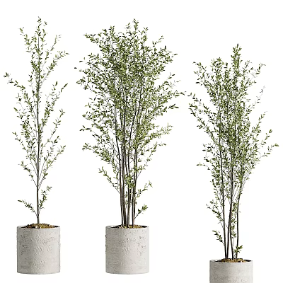 Three Bonsai Potted Plants with Slender Trunks and Lush Foliage in Gray Concrete Pots 3d model
