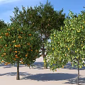 Lush Arboreal Trees with Green Leaves and Orange Fruits in Various Sizes and Shadows