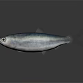 Silver Aquatic Fish With Large Eyes And Shiny Smooth Body Against Dark Background With Reflection