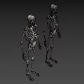 Two Standing Human Skeletons With Anatomical Details On Gray Background 3d model
