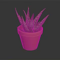 Healthy Green Succulent Plant with Spotted Leaves in Terracotta Pot on Dark Background