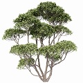 modeling tree 3d model