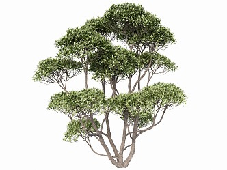 modeling tree 3d model