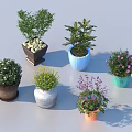 Colorful Decorative Bonsai Potted Plants With Various Colored Pots Green Leaves And Small Flowers