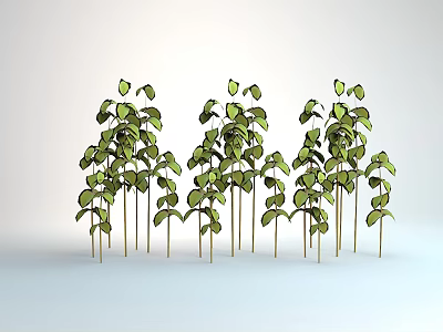 Green Plants With Slender Stems And Symmetrical Leaves In Upward Growth On White Background 3d model