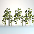 Green Plants With Slender Stems And Symmetrical Leaves In Upward Growth On White Background