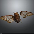 Cicada With Transparent Veined Wings And Red Brown Body In Flight