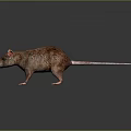 Realistic 3D Rendered Brown Rat With Pink Ears And Long Tail Standing On Dark Surface