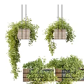Hanging Basket Plants In Wooden Planters With Lush Trailing Greenery And Dense Leaves
