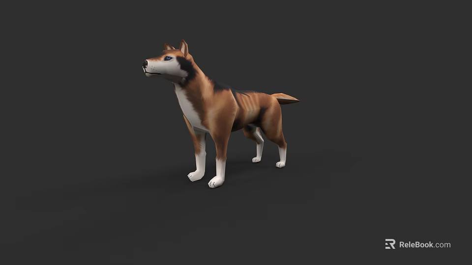 3D Model of Brown and White Shiba Inu Dog Standing on Dark Background 3d model 