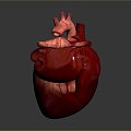 Heart Heart Human Heart Heart Anatomical Organs Human Organs Human Body 3d model