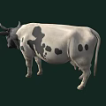 Black And White Spotted Cow With Horns Standing On Dark Green Background