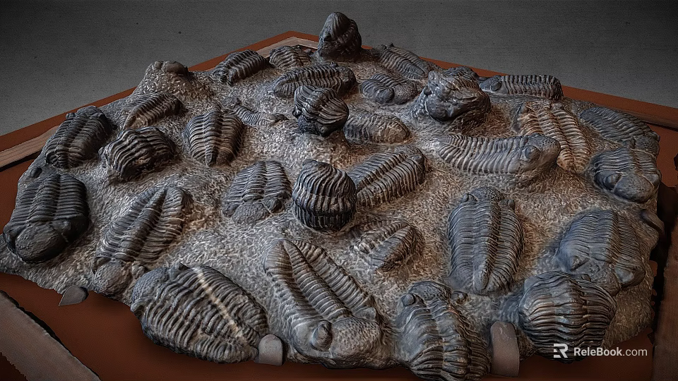 Detailed Trilobite Fossil Model Display With Intricate Shell Patterns And Arrangement 3d model 