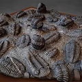 Detailed Trilobite Fossil Model Display With Intricate Shell Patterns And Arrangement