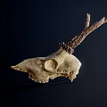 White Animal Skull With Curved Horns On Dark Background And Shadow