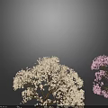 Flowering Trees with White and Pink Blossoms Displaying Vibrant Blooms in Bloom