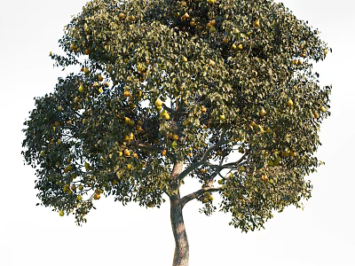 Lush Foliage Arbor Tree With Green Leaves And Ripe Yellow Fruits 3d model