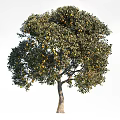 Lush Foliage Arbor Tree With Green Leaves And Ripe Yellow Fruits