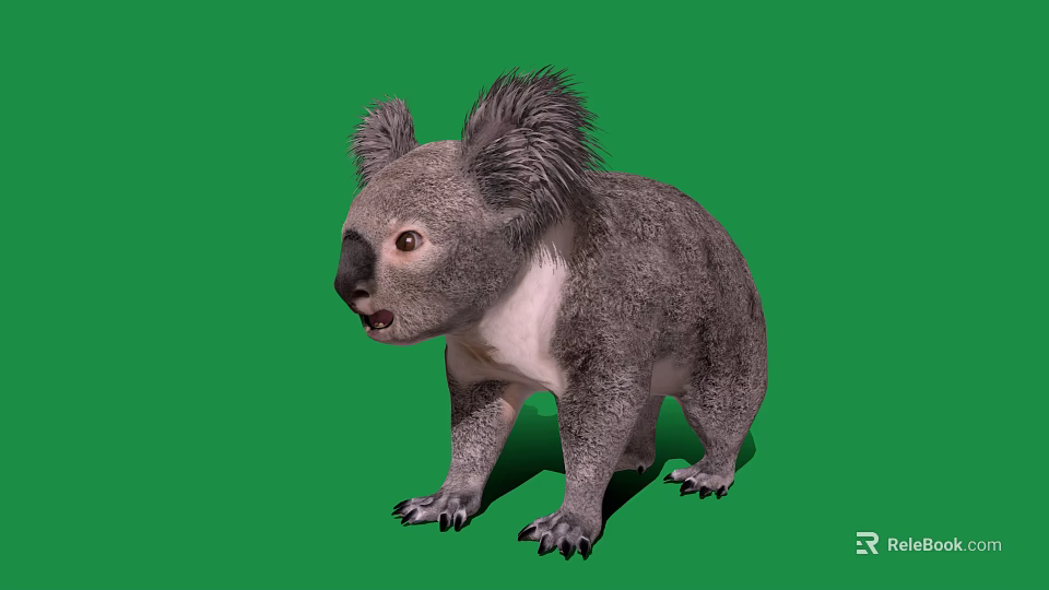 Fluffy Gray Koala Standing On Green Background With White Chest And Sharp Claws 3d model