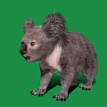 Fluffy Gray Koala Standing On Green Background With White Chest And Sharp Claws 3d model