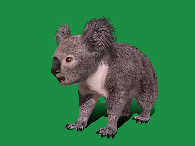 Fluffy Gray Koala Standing On Green Background With White Chest And Sharp Claws 3d model