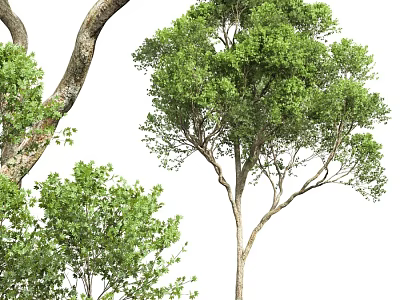 Tall Arbor With Lush Green Leaves And Strong Trunk In Natural Setting 3d model