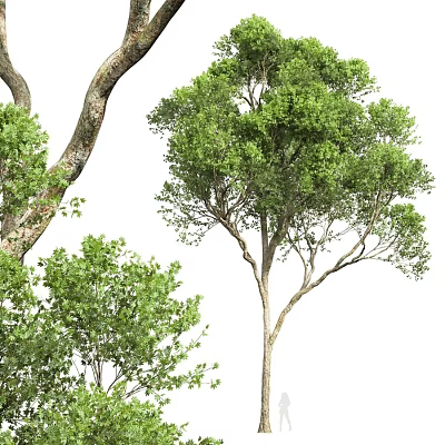 Tall Arbor With Lush Green Leaves And Strong Trunk In Natural Setting 3d model