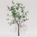 Modern Trees Sapium Trees 3d model