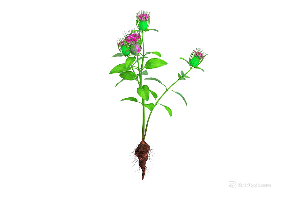 Growing Plant With Purple Flowers Green Leaves Green Stem And Visible Roots 3d model 