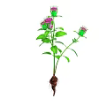 Growing Plant With Purple Flowers Green Leaves Green Stem And Visible Roots
