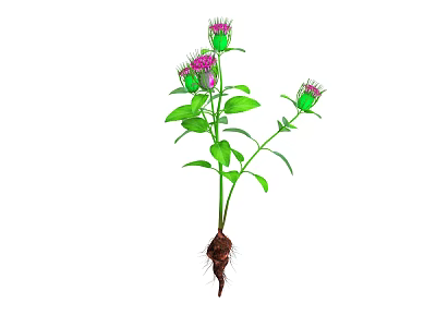 Growing Plant With Purple Flowers Green Leaves Green Stem And Visible Roots 3d model