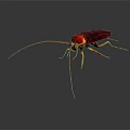 Red and Brown Cockroach With Long Antennae And Yellow Legs On Dark Background