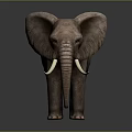 Realistic Elephant With Long Tusks Large Ears And Rough Skin On Dark Background