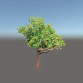 Tall Arbor With Lush Green Leaves And Brown Trunk In Natural Setting