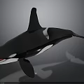 Orca Whale With Black And White Coloration Open Mouth And Dorsal Fin On Smooth Surface