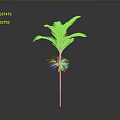 Tropical Palm Tree Plant With Green Leaves Yellow Roots And White Stem