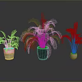 Potted Plants with Different Sizes and Colors on Black Floor Against Gray Background Showing Reflection