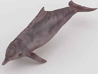 Realistic Dolphin 3D Model with Grayish Purple Spots in Swimming Pose 3d model