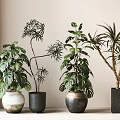 Indoor Potted Plants With Lush Green Leaves And Various Decorative Planters