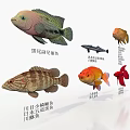 Colorful Tropical Freshwater Aquatic Animals Including Oscar Fish Goldfish Redtail Catfish And Blood Parrot Fish